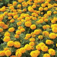 Fresh Marigold Flower