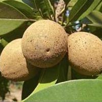 Sapodilla Plant