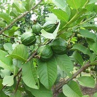 Guava Plant