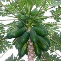 Papaya Plant