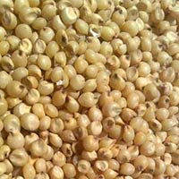 Sorghum Seeds