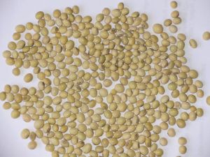 Soybean Seeds