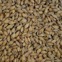 fodder seed