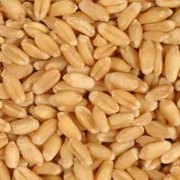 Wheat Seeds