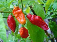 Bhut Jalokia