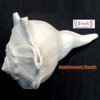 Dakshinavarti Shankh