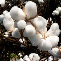 Raw Cotton