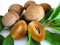 Sapodilla