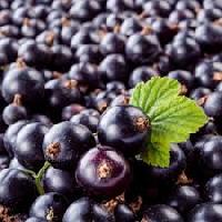 blackcurrants