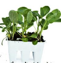 Vegetable Seedlings