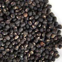 Indian Pulses