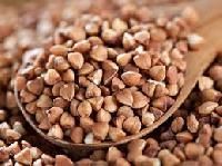 Buckwheat