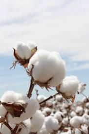 Cotton