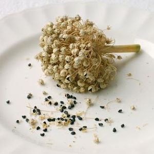 Onion Seeds