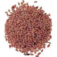 Isabgol Seeds