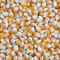 Yellow Maize Seeds