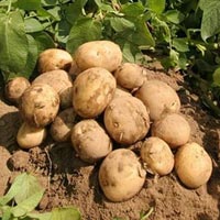 Potatoes