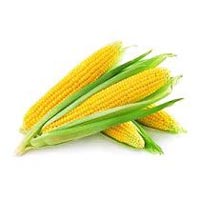 Maize