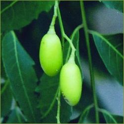 Neem Fruits