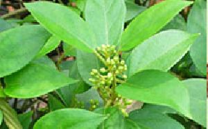 Gymnema Sylvestre