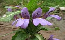 Hygrophila Auriculata