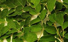 Moringa Oleifera Leaf Extract