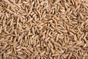 Cumin Seed