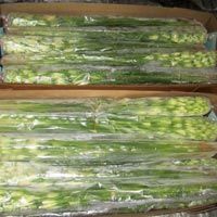 Fresh Polianthes Tuberosa Flowers