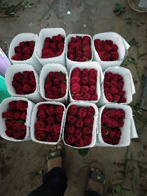 Fresh Roses