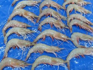 Sea White Shrimps