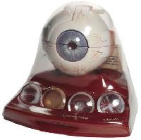 cataract eye model