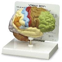 pvc half brain model