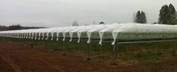 Complex systems canopies cultivation of strawberries