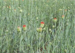 Floriculture Nets