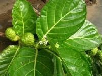 Morinda Citrifolia