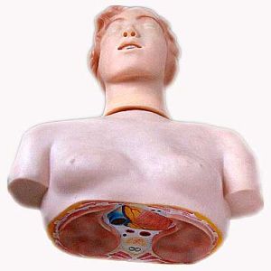 KK-069: Basic CPR manikin (half body)