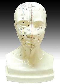 KK-121: Life-size Head acupuncture model