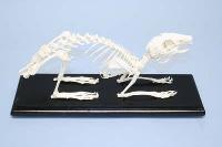 Rabbit Skeleton Real Educational