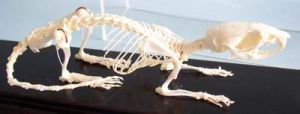 Rat Skeleton Real Educational