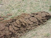 cow dung