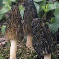 Black Morels