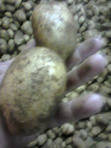 Fresh Indian Potato