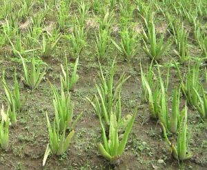 Aloe Vera Cultivation