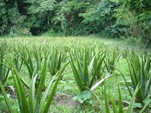 Aloe Vera Farming Consultant