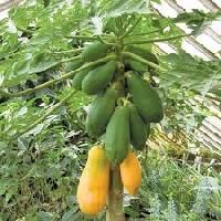 Carica Papaya