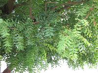 NEEM PLANTS