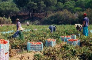 Post Harvest Inputs