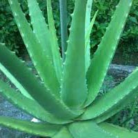 Aloe Vera Plant