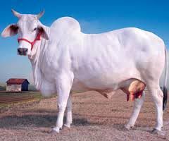 Haryana Cow