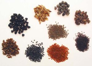 Flower Seeds